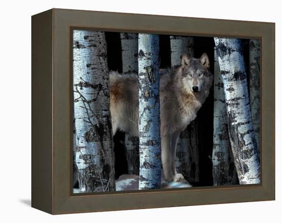 Moon Shadows-Gordon Semmens-Framed Premier Image Canvas