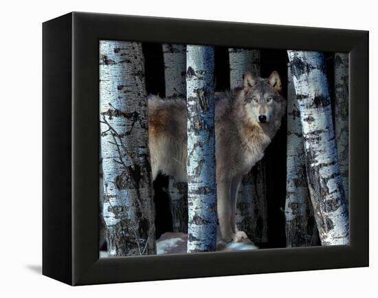 Moon Shadows-Gordon Semmens-Framed Premier Image Canvas