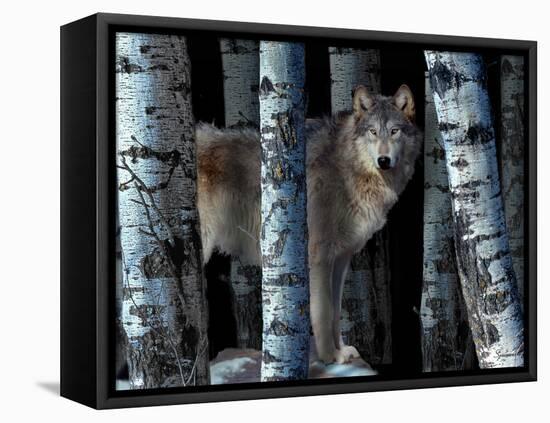 Moon Shadows-Gordon Semmens-Framed Premier Image Canvas