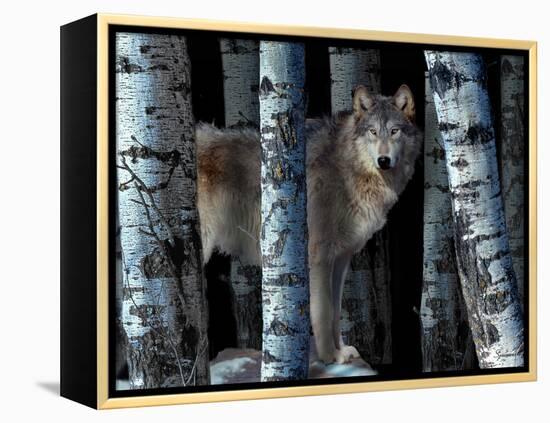 Moon Shadows-Gordon Semmens-Framed Premier Image Canvas