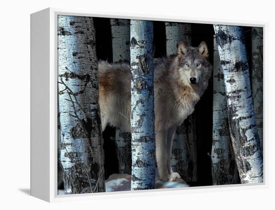 Moon Shadows-Gordon Semmens-Framed Premier Image Canvas