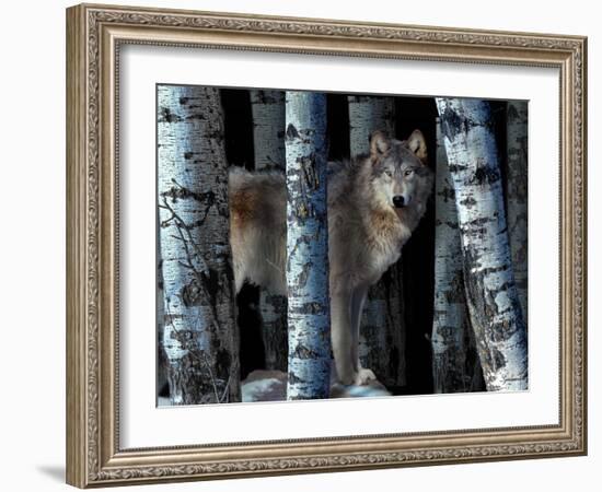 Moon Shadows-Gordon Semmens-Framed Photographic Print