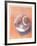 Moon Shell-Jill O'Connell-Framed Limited Edition