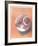 Moon Shell-Jill O'Connell-Framed Limited Edition