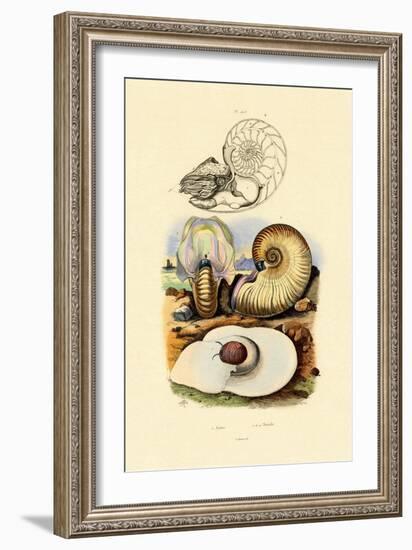 Moon Snail, 1833-39-null-Framed Giclee Print