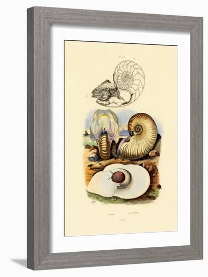 Moon Snail, 1833-39-null-Framed Giclee Print