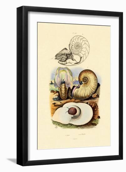 Moon Snail, 1833-39--Framed Giclee Print