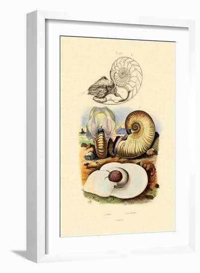 Moon Snail, 1833-39-null-Framed Giclee Print