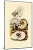 Moon Snail, 1833-39-null-Mounted Giclee Print