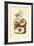 Moon Snail, 1833-39-null-Framed Giclee Print