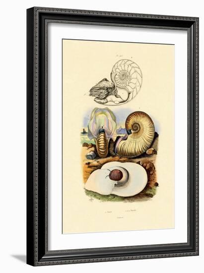 Moon Snail, 1833-39-null-Framed Giclee Print