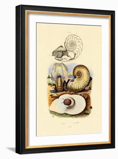 Moon Snail, 1833-39-null-Framed Giclee Print