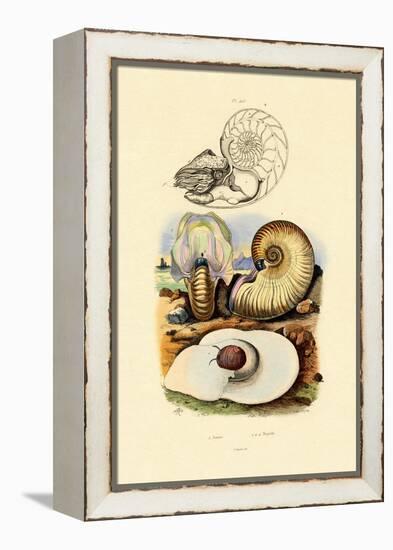 Moon Snail, 1833-39-null-Framed Premier Image Canvas