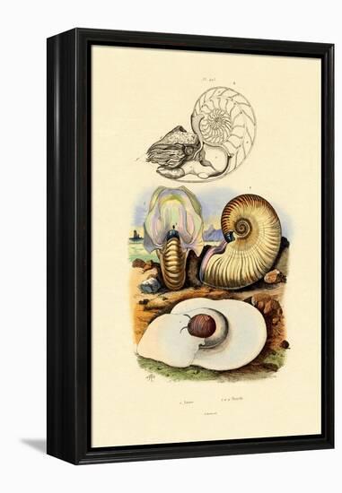 Moon Snail, 1833-39-null-Framed Premier Image Canvas