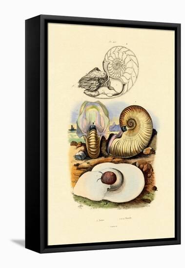 Moon Snail, 1833-39-null-Framed Premier Image Canvas