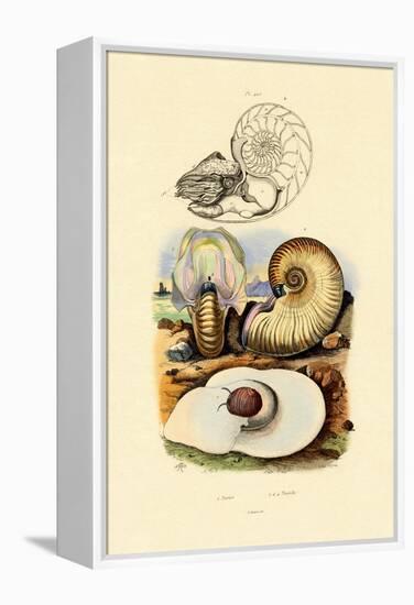 Moon Snail, 1833-39-null-Framed Premier Image Canvas