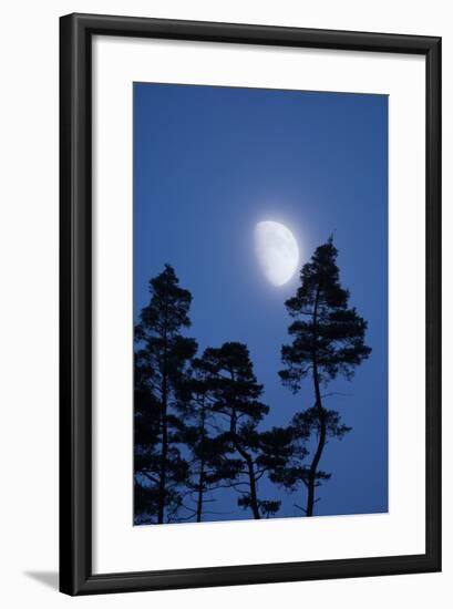 Moon, Trees, Jaws, Silhouette, at Night-Herbert Kehrer-Framed Photographic Print