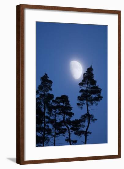 Moon, Trees, Jaws, Silhouette, at Night-Herbert Kehrer-Framed Photographic Print