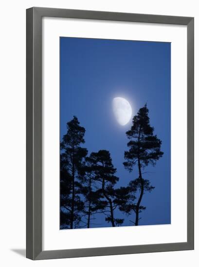 Moon, Trees, Jaws, Silhouette, at Night-Herbert Kehrer-Framed Photographic Print