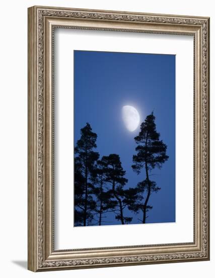 Moon, Trees, Jaws, Silhouette, at Night-Herbert Kehrer-Framed Photographic Print