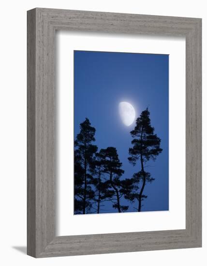 Moon, Trees, Jaws, Silhouette, at Night-Herbert Kehrer-Framed Photographic Print