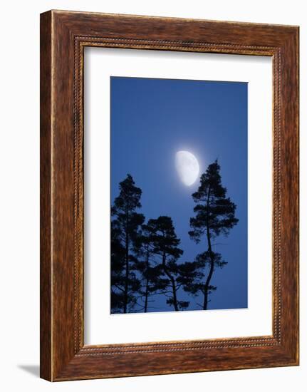 Moon, Trees, Jaws, Silhouette, at Night-Herbert Kehrer-Framed Photographic Print