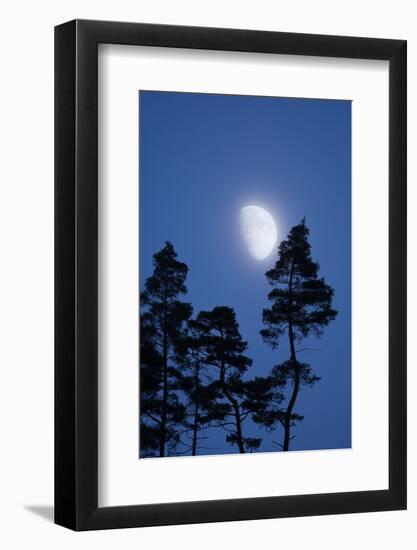 Moon, Trees, Jaws, Silhouette, at Night-Herbert Kehrer-Framed Photographic Print