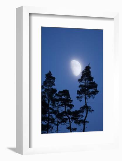 Moon, Trees, Jaws, Silhouette, at Night-Herbert Kehrer-Framed Photographic Print