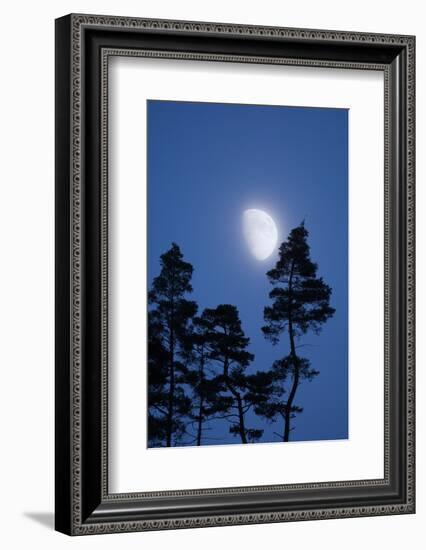 Moon, Trees, Jaws, Silhouette, at Night-Herbert Kehrer-Framed Photographic Print