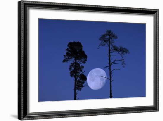 Moon, Trees, Jaws, Silhouette, at Night-Herbert Kehrer-Framed Photographic Print