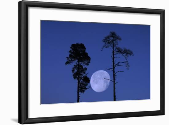 Moon, Trees, Jaws, Silhouette, at Night-Herbert Kehrer-Framed Photographic Print