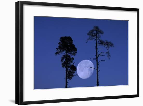 Moon, Trees, Jaws, Silhouette, at Night-Herbert Kehrer-Framed Photographic Print