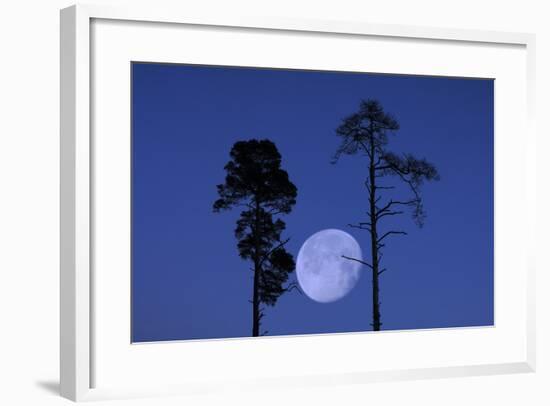 Moon, Trees, Jaws, Silhouette, at Night-Herbert Kehrer-Framed Photographic Print