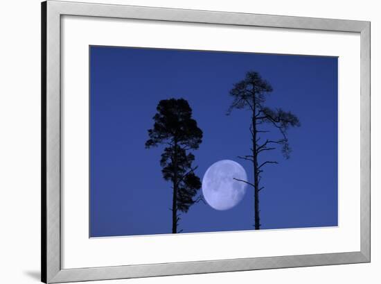 Moon, Trees, Jaws, Silhouette, at Night-Herbert Kehrer-Framed Photographic Print