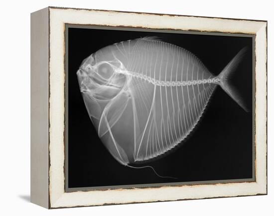 Moonfish-Sandra J. Raredon-Framed Stretched Canvas