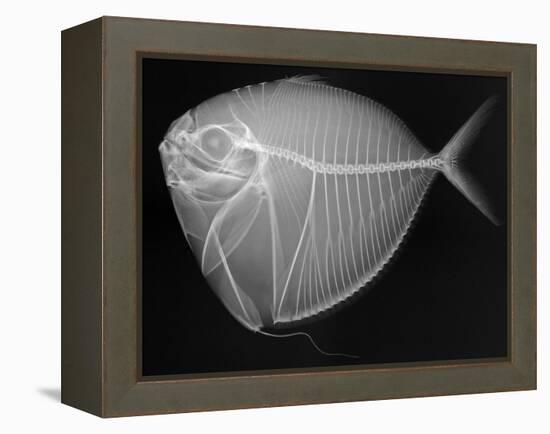 Moonfish-Sandra J. Raredon-Framed Stretched Canvas