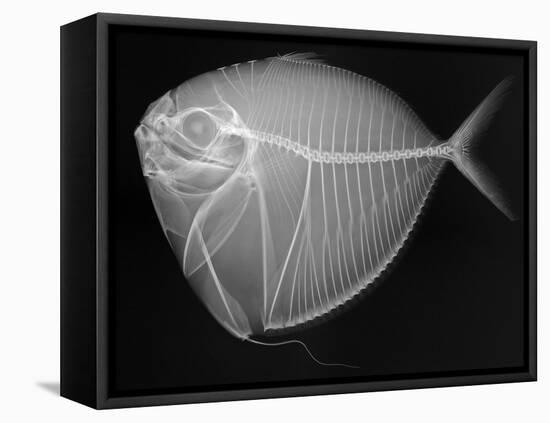 Moonfish-Sandra J. Raredon-Framed Stretched Canvas