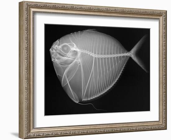 Moonfish-Sandra J. Raredon-Framed Art Print