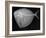 Moonfish-Sandra J. Raredon-Framed Art Print