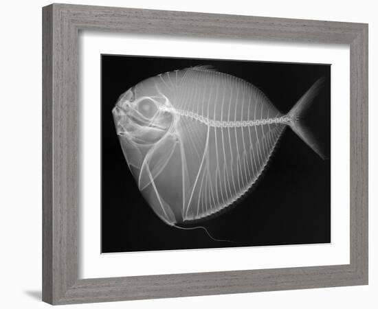 Moonfish-Sandra J. Raredon-Framed Art Print