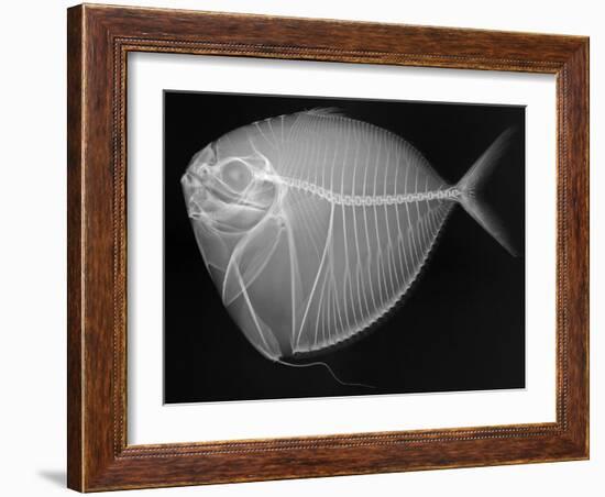 Moonfish-Sandra J. Raredon-Framed Art Print