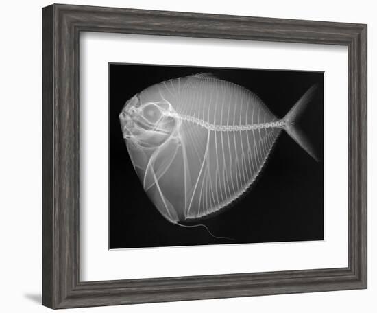 Moonfish-Sandra J. Raredon-Framed Art Print