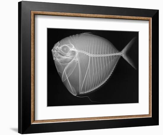 Moonfish-Sandra J. Raredon-Framed Art Print