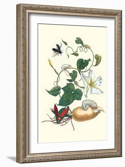 Moonflower with Giant Metallic Ceiba Borer and a Horned Passalus Beetle-Maria Sibylla Merian-Framed Premium Giclee Print