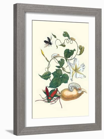 Moonflower with Giant Metallic Ceiba Borer and a Horned Passalus Beetle-Maria Sibylla Merian-Framed Premium Giclee Print