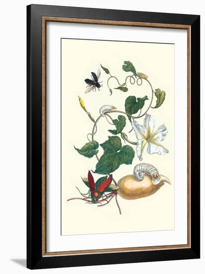 Moonflower with Giant Metallic Ceiba Borer and a Horned Passalus Beetle-Maria Sibylla Merian-Framed Art Print