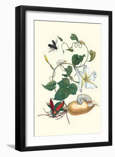 Moonflower with Giant Metallic Ceiba Borer and a Horned Passalus Beetle-Maria Sibylla Merian-Framed Art Print