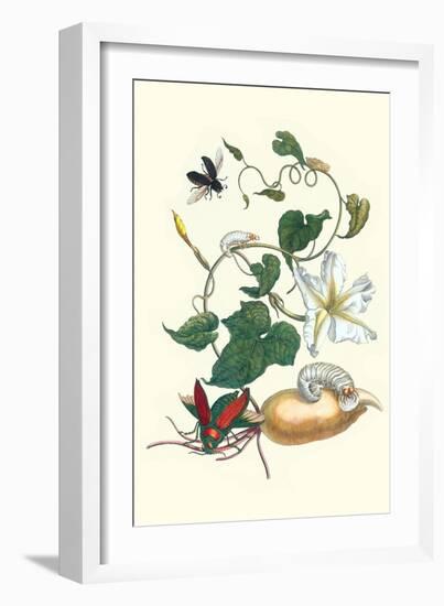 Moonflower with Giant Metallic Ceiba Borer and a Horned Passalus Beetle-Maria Sibylla Merian-Framed Art Print