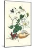 Moonflower with Giant Metallic Ceiba Borer and a Horned Passalus Beetle-Maria Sibylla Merian-Mounted Art Print