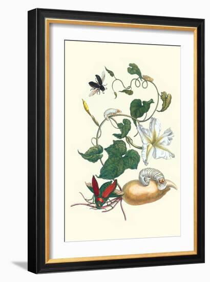 Moonflower with Giant Metallic Ceiba Borer and a Horned Passalus Beetle-Maria Sibylla Merian-Framed Art Print